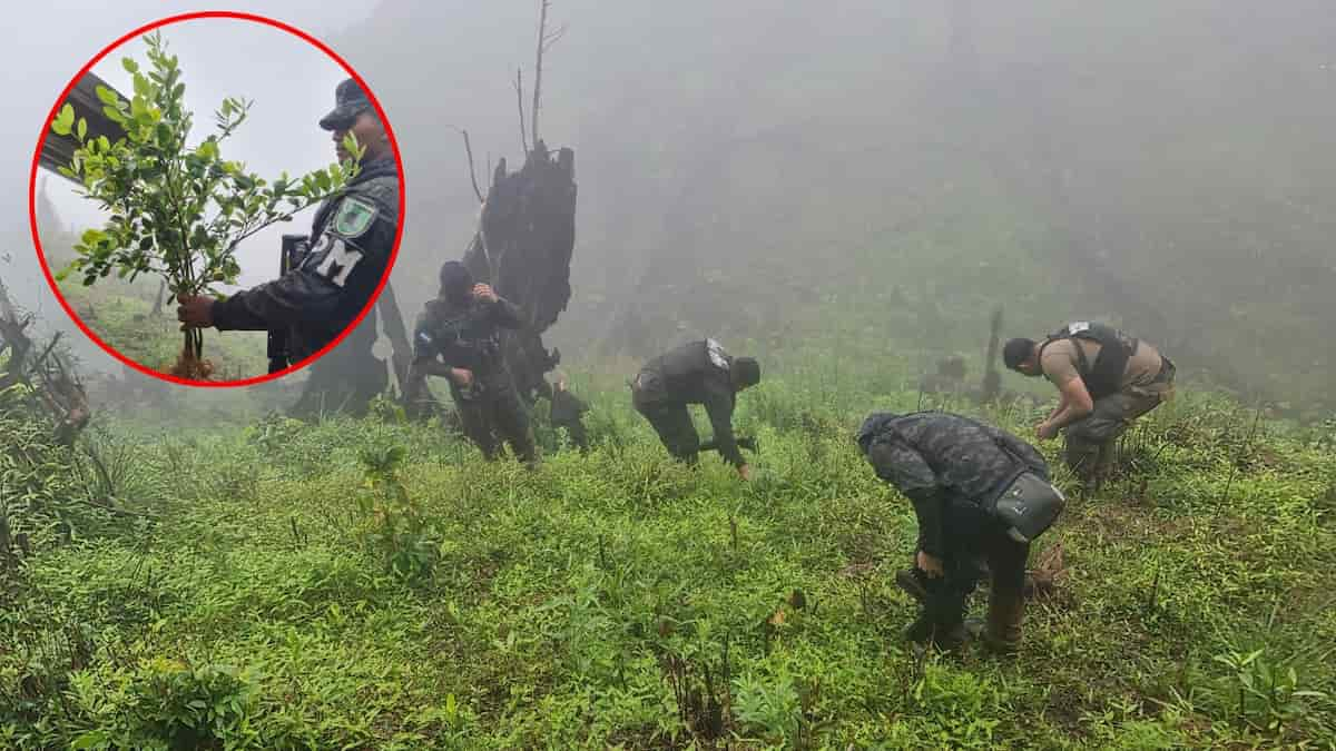 FFAA Aseguran Zona Con 200 Mil Arbustos De Hoja De Coca En Olancho