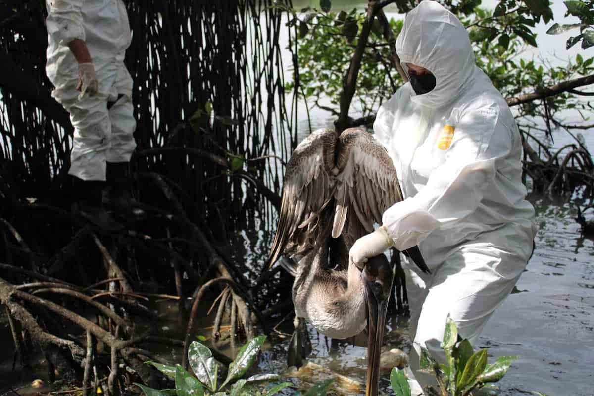 Honduras Logra Contener Y Erradicar La Influenza Aviar En Aves