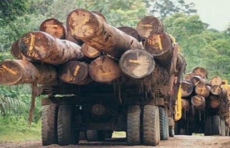 Urge detener la tala inmisericorde de árboles en Honduras | Noticias de  Honduras y el Mundo - Diario El Mundo