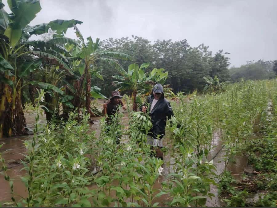 Inundaciones siembras